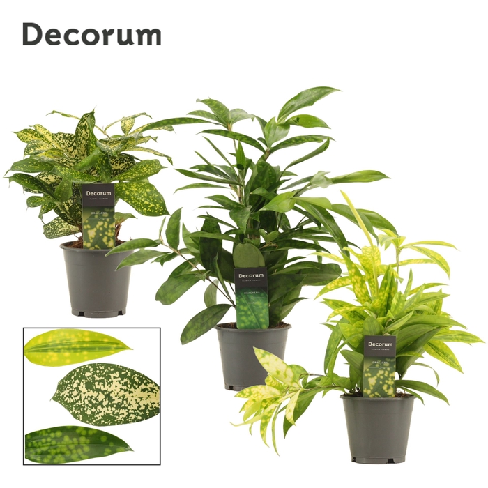 Dracaena