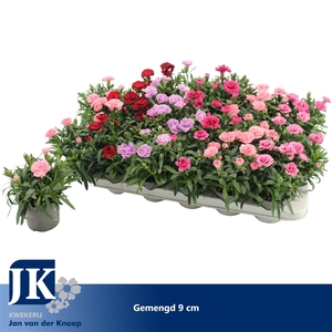 Dianthus gemengd in de tray P 9