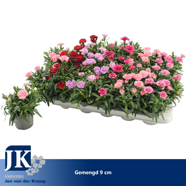 <h4>Dianthus gemengd in de tray P 9</h4>