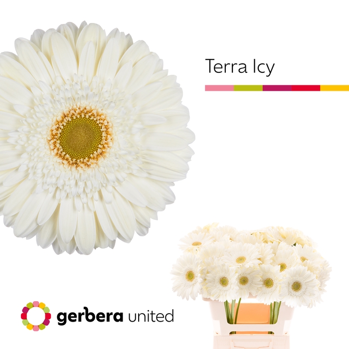 <h4>Gerbera Terra Icy Water x40</h4>
