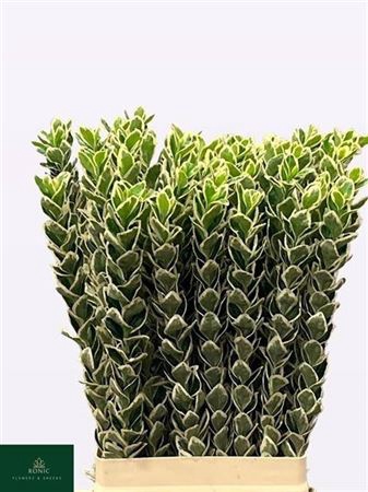 <h4>Euonymus J White Spire</h4>