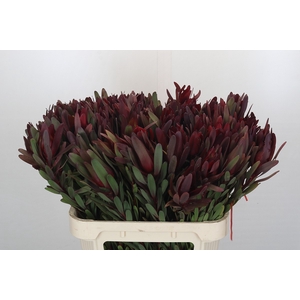 Leucadendron Saf Sunset Dark Red