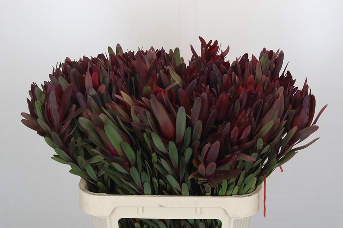 <h4>Leucadendron Saf Sunset Dark Red</h4>