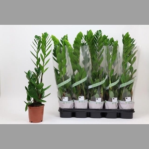 ZAMIO ZAMIIFOLIA