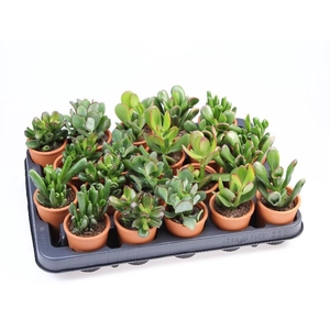 Crassula Overig gemengd Rozenpot, PO5003