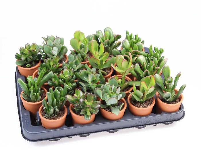 <h4>Crassula Overig gemengd Rozenpot, PO5003</h4>