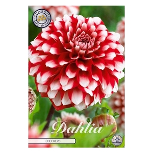 Dahlia Checkers x1 l