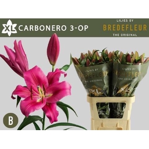 LI  OT CARBONERO