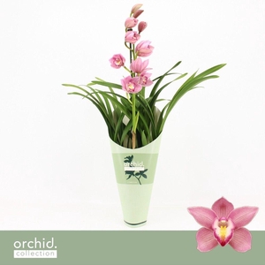 Cymbidium, Maria 1-spike 'Orchid Collection' Potcover