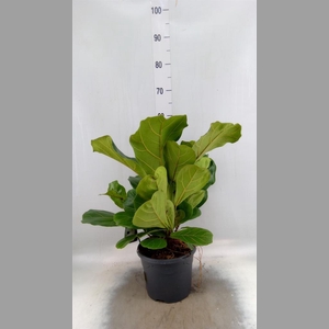 Ficus lyrata