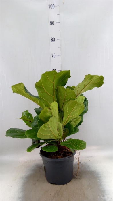 <h4>Ficus lyrata</h4>