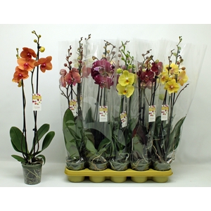 PHAL GEM