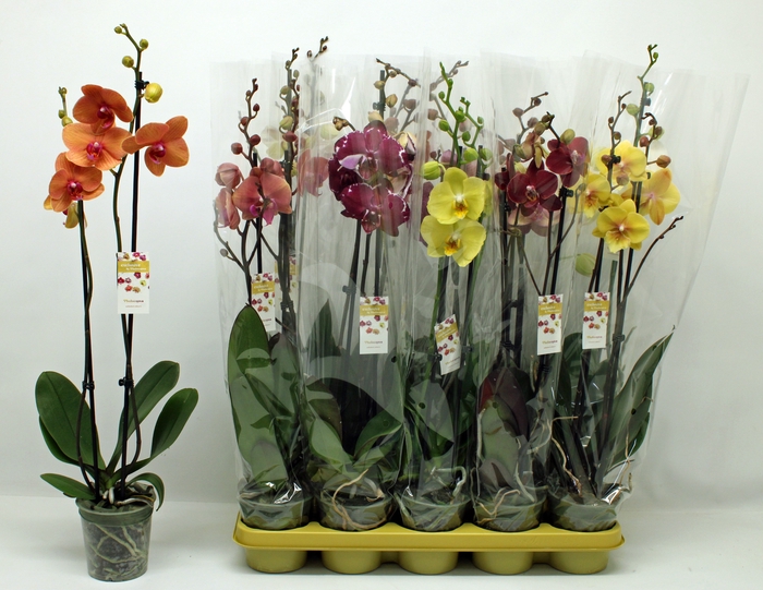 <h4>PHAL GEM</h4>