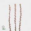 PRUNUS COMET