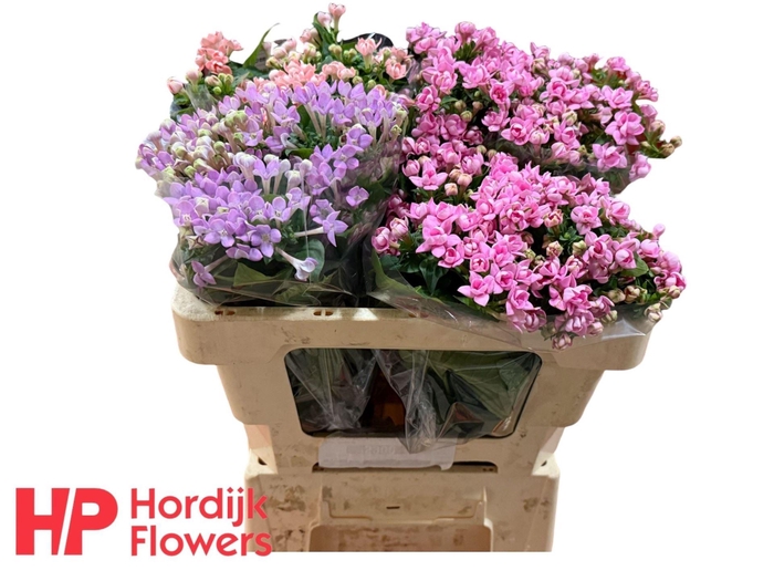 <h4>BOU GEMENGD IN FUST</h4>