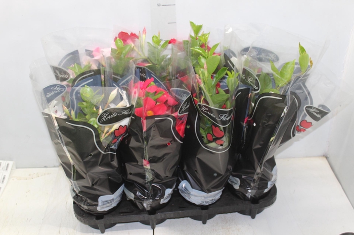 <h4>DIPLADENIA P15</h4>