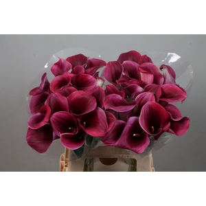CALLA CAPTAIN PROMISE