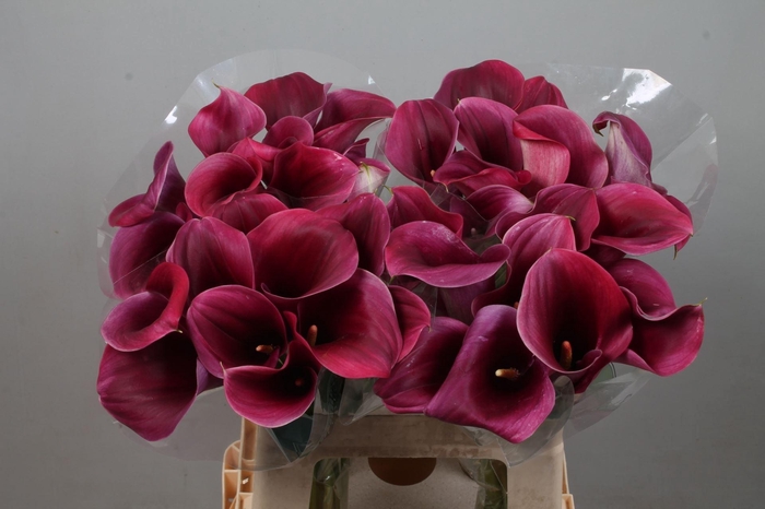 <h4>CALLA CAPTAIN PROMISE</h4>