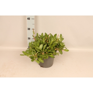 vaste planten 19 cm Persicaria affiches superba