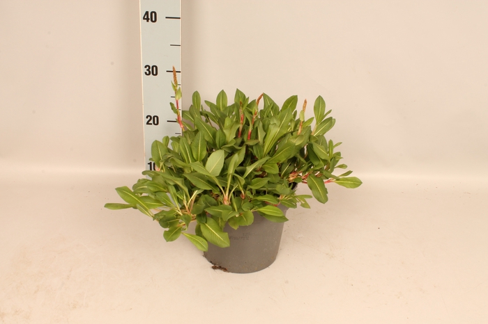 <h4>vaste planten 19 cm Persicaria affiches superba</h4>
