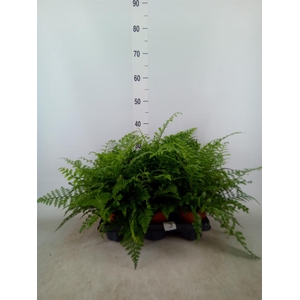 Asplenium  'Parvati'