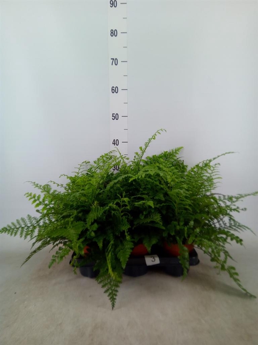 <h4>Asplenium  'Parvati'</h4>