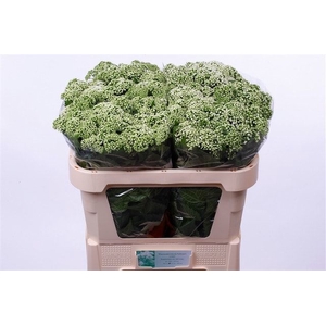 Eupatorium White Braunlaub Nabuurs