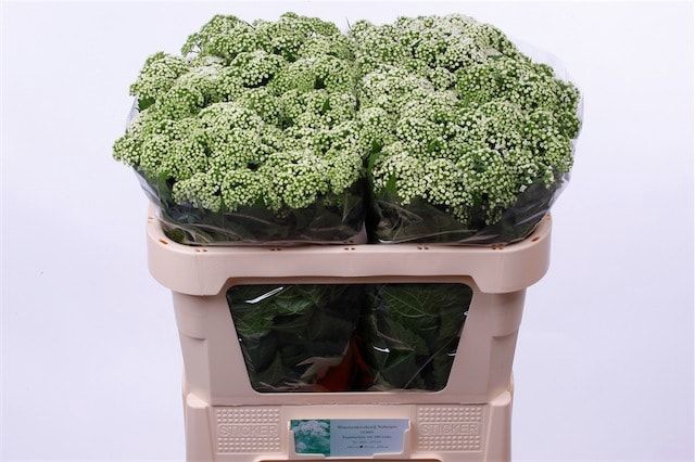 <h4>Eupatorium White Braunlaub Nabuurs</h4>