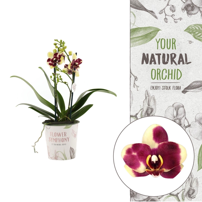 <h4>Limited Edition | Catania 2 spike | Flower Symphony</h4>