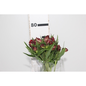 ALSTROEMERIA BAHIA 080 CM
