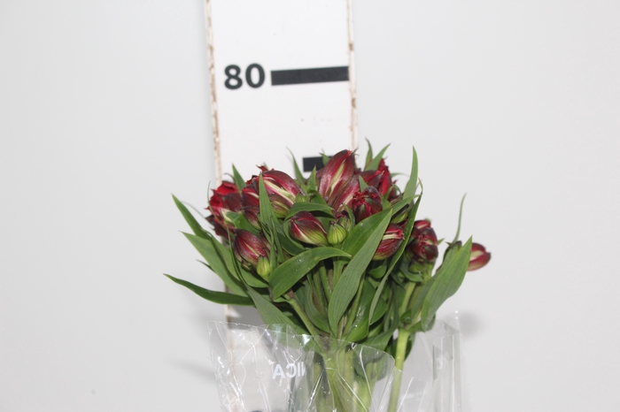 <h4>ALSTROEMERIA BAHIA 080 CM</h4>