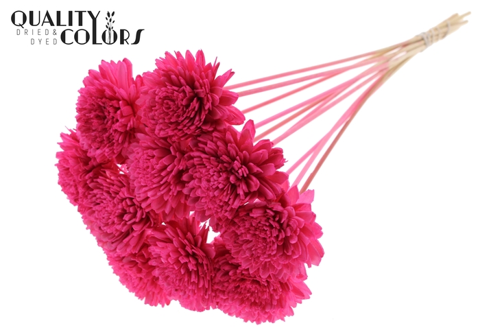 Shola Zinia Ø8cm on stem Cerise