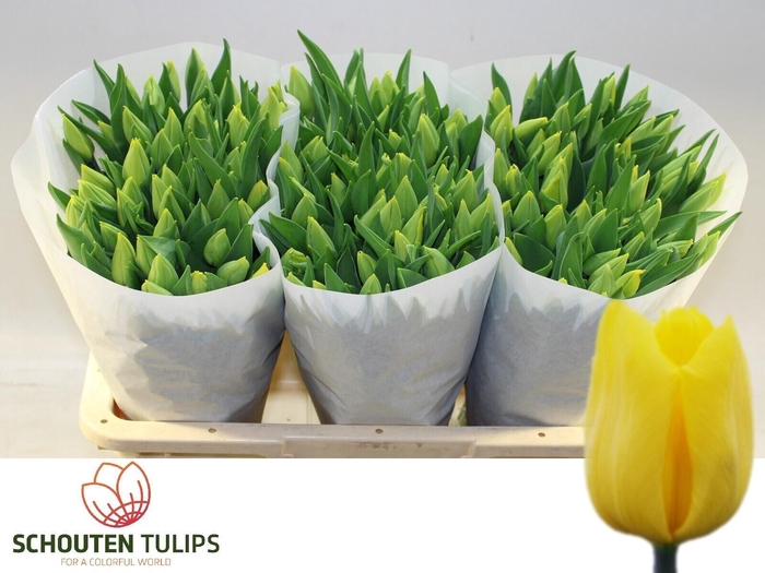 <h4>TU EN STRONG GOLD</h4>