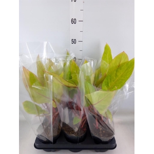 Philodendron  'Painted Lady'