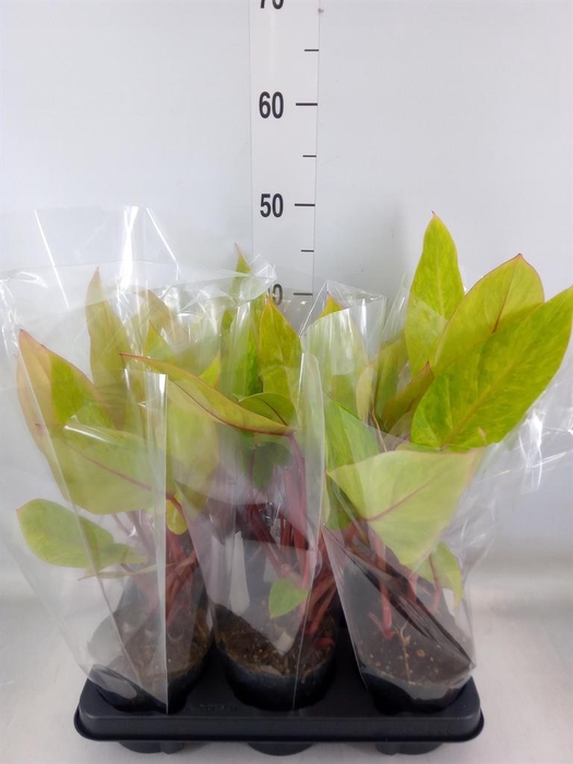 <h4>Philodendron 'Painted Lady'</h4>