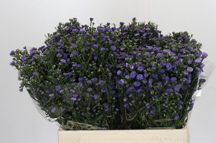 <h4>Aster Baby Blue</h4>