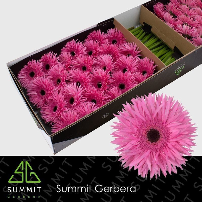 <h4>Gerbera Spider Amazing Half doos</h4>
