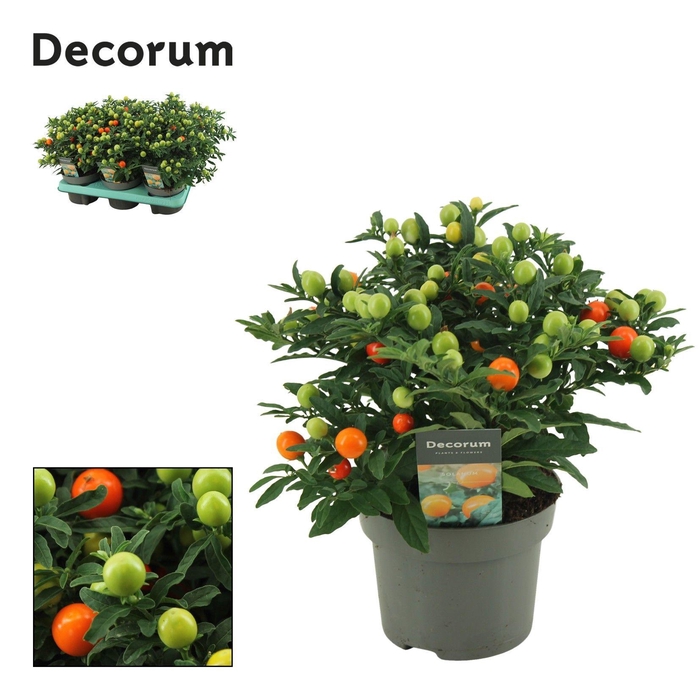 <h4>Solanum Pseudocapsicum P13 Decorum</h4>