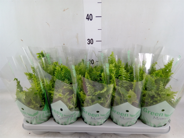 <h4>Nephrolepis exal. 'Green Moment'</h4>