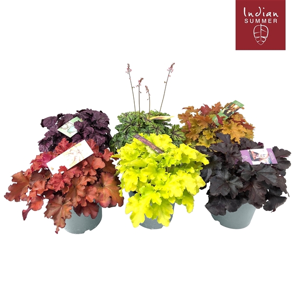 <h4>Heuchera 'Indian Summer' Mixlaag</h4>
