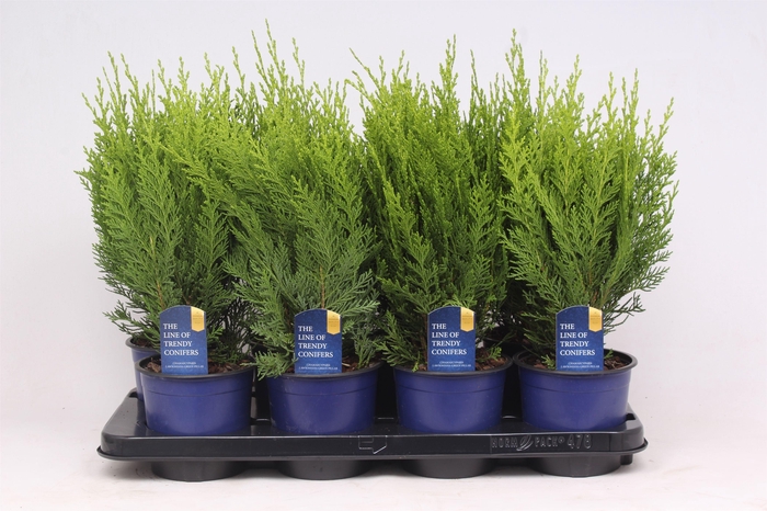 <h4>Cham Law Green Pillar</h4>