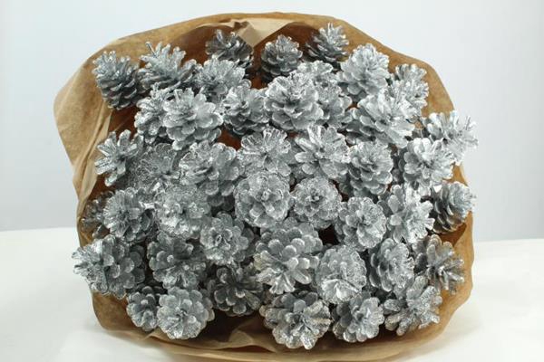 <h4>Droog Denneappel Zilver X40</h4>
