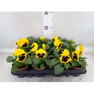 Viola wr. 'Colossus Yellow Blotch'