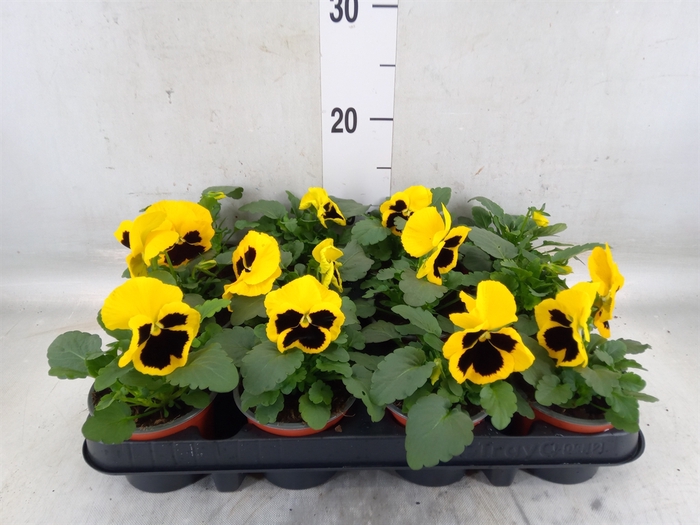 <h4>Viola wr. 'Colossus Yellow Blotch'</h4>