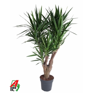Yucca