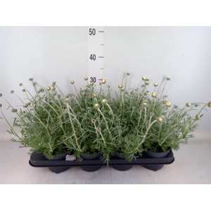 Rhodanthemum  'Casablanca'