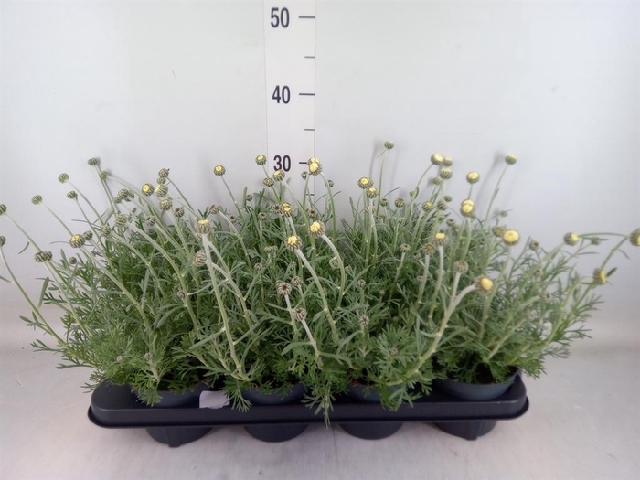 <h4>Rhodanthemum  'Casablanca'</h4>