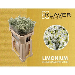 Limonium Clear Diamond Klaver