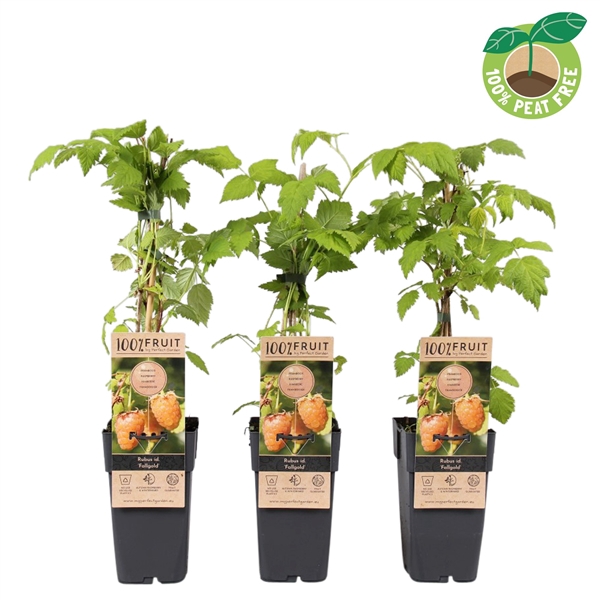 <h4>Rubus idaeus 'Fallgold', P15</h4>