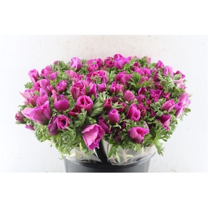 Anemone Galil Purper
